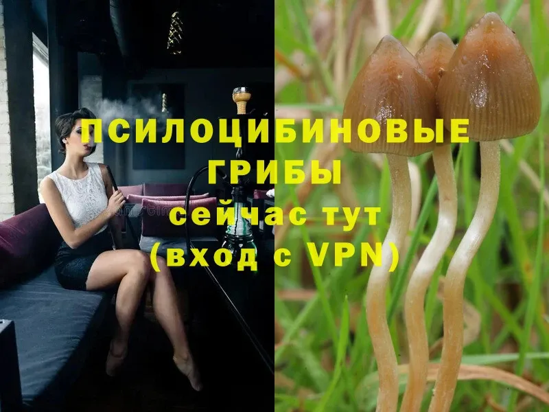 Псилоцибиновые грибы Magic Shrooms  хочу наркоту  Рассказово 